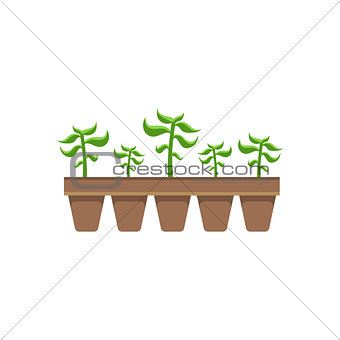 Five Plants In Pots