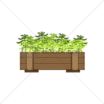 Plants In A Wooden Crate