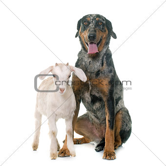 beauceron and kid