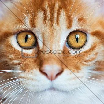 Portrait of red Maine Coon kitten