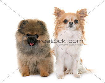 puppy pomeranian spitz and chihuahua