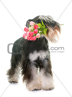 black and white miniature schnauzer and flower