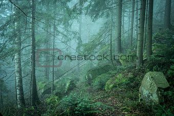 landscape of misty wood in mountains
