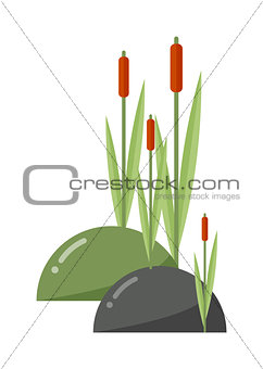 Reeds and cattail vector illustration.