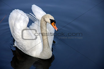 Portrait of a swimming swan in blue water
