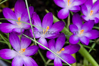 Openned Crocus Spring Flowers