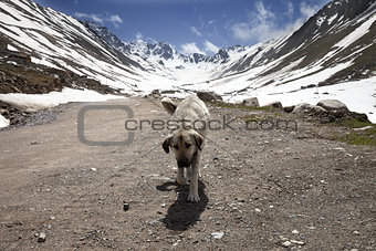 Dog on dirt road in spring mountains
