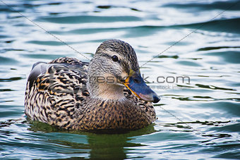 females of duck on the water