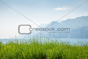 Green lavender flower bushes at pastel mountains background