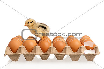 Chicken with many eggs