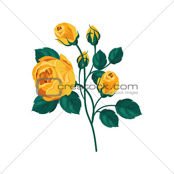 Yellow Rose Hand Drawn Realistic Illustration