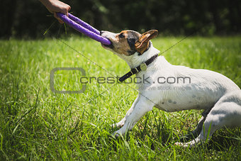 man plays with a little dog on the grass