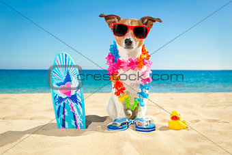 surfer dog beach
