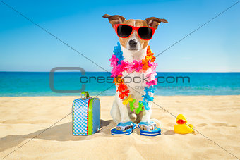 tourist dog at the beach