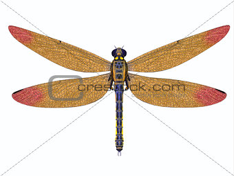 Carboniferous Meganeura Dragonfly