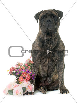 bull mastiff in studio