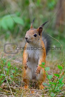 Young squirrel standing in grass