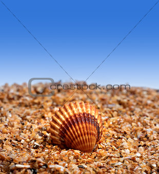 Seashell on sand