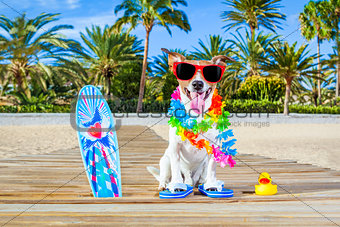 summer vacation paradise dog 