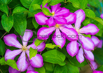 clematis. Beautiful purple flowers of clematis over green backgr