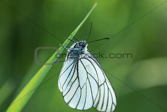 white cabbage butterfly sitting on a green leaf