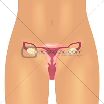 Illustration of the female reproductive system.