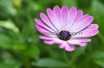 Beautiful purple daisy 