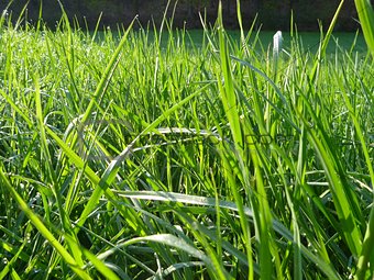 detail of a green grass with morning dew