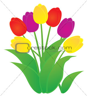 vector tulip flowers