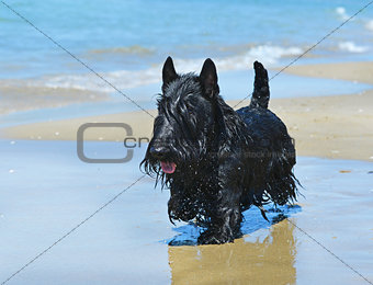 scottish terrier on beach