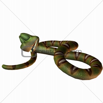 Toonimal Snake