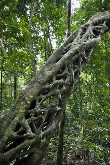 Strangler vine in forest.