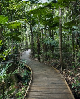 Boardwalk in rainforest.