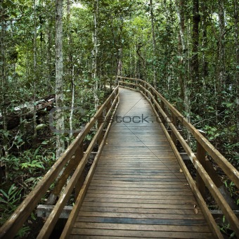 Boardwalk in forest.