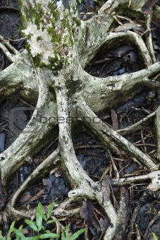 Tree roots in water.