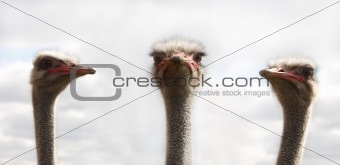 Three ostrichs