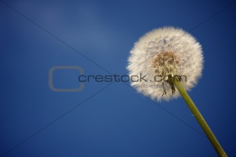 Dandelion Against Deep Blue Sky