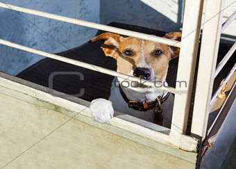dog in shelter cage