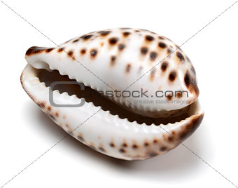 Shell of Cypraea tigris on white