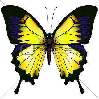 Butterfly. Yellow isolated illustration