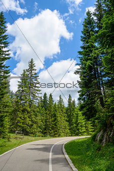 Free Road among Beautiful Forest in the National Park Durmitor, Montenegro