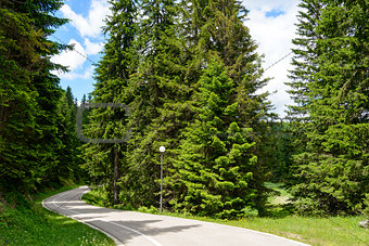 Free Road among Beautiful Forest in the National Park Durmitor, 