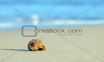 Sea shell rapan
