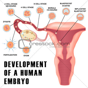 Early human embryo development.