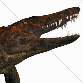Uberabasuchus Dinosaur Head