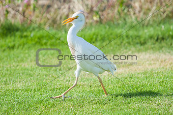 Cattle egret walking in a rural garden