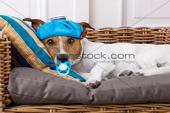 sick ill dog with fever