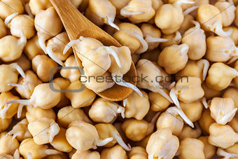 germinated chickpeas in a spoon