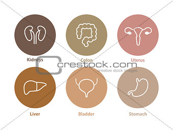 Vector human internal organs icons. Liver, kidneys, uterus, bladder, stomach and colon