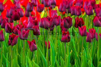 field of tulips. tulips flowers.